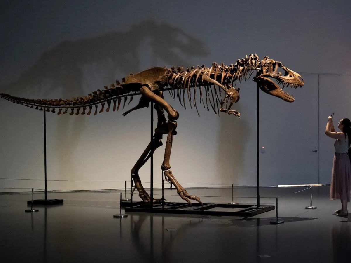 Featured image for Ancient Tyrannosaur's Last Meal: Baby Dinosaurs