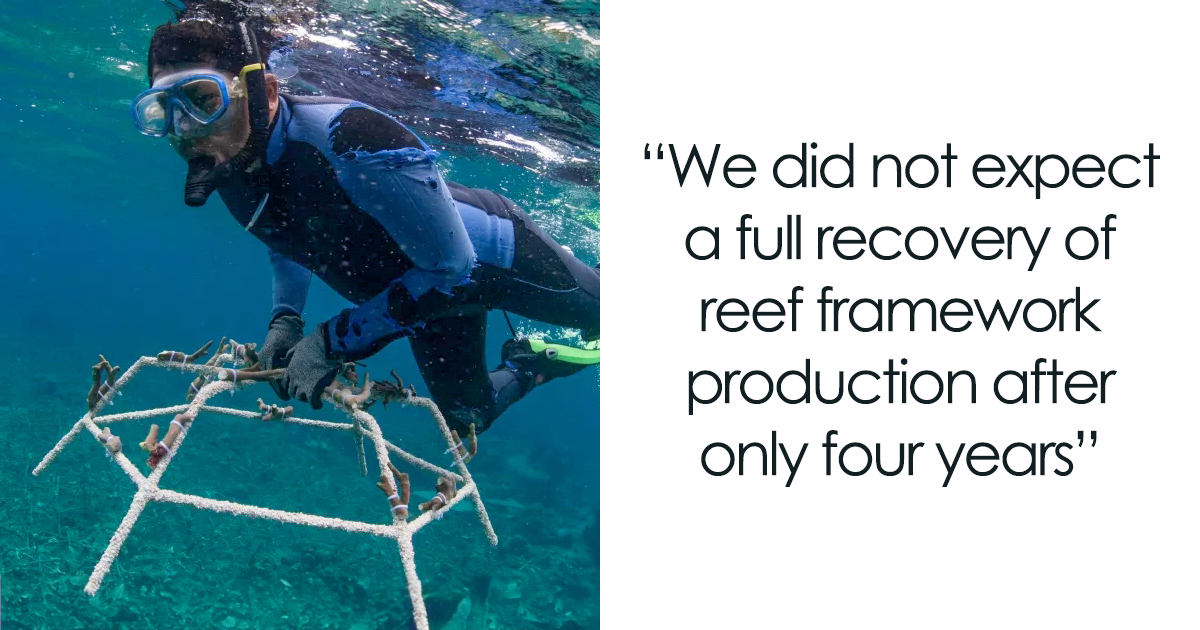 Featured image for "Rapid Coral Recovery: Breakthrough Techniques and Captivating Spawning Events Bring Wild Hope"