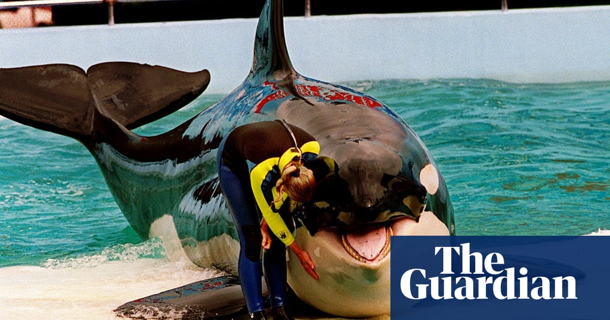 Featured image for Oldest captive orca, Tokitae, set for release after 50 years.