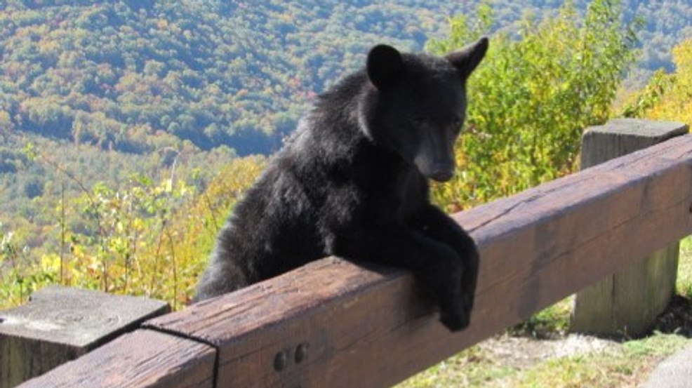 Featured image for "Human Interactions with Bears on Blue Ridge Parkway Pose Deadly Threat, Officials Warn"