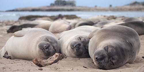 Featured image for Deep Sleep: How Elephant Seals Outsmart Predators
