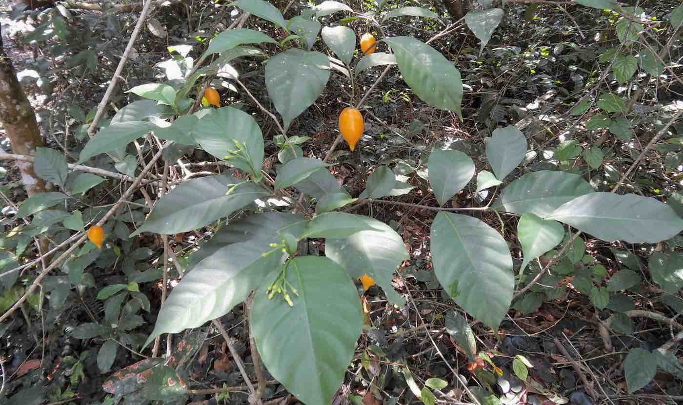 Featured image for "African Psychedelic Plant Ibogaine Shows Promise in Treating Traumatic Brain Injuries in Veterans"