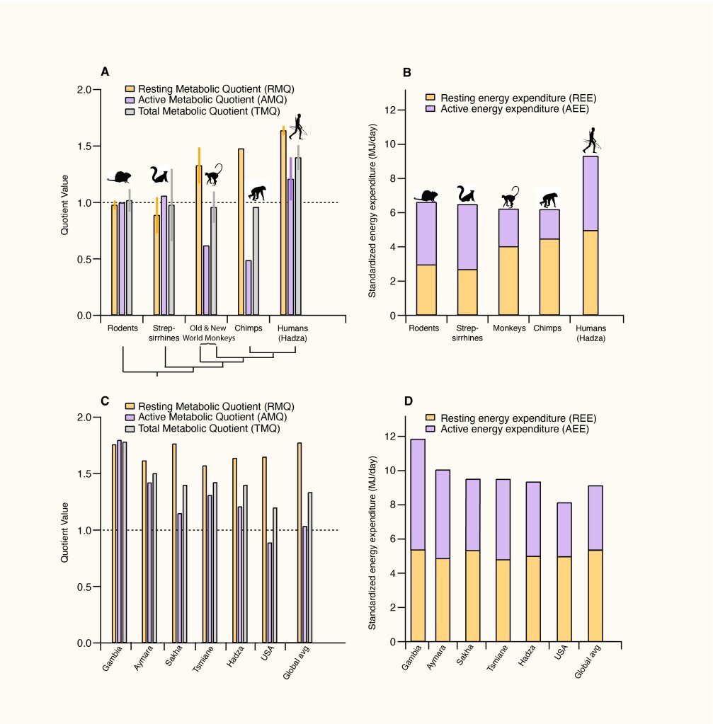 Featured image for The Unique Energy Evolution of Humans