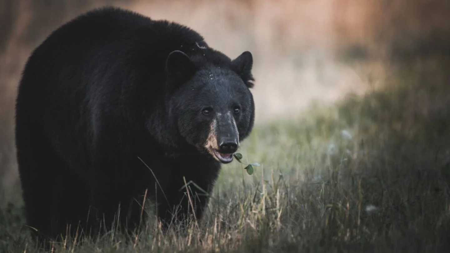 Featured image for Black bear guzzles 69 cans of soda after breaking into car