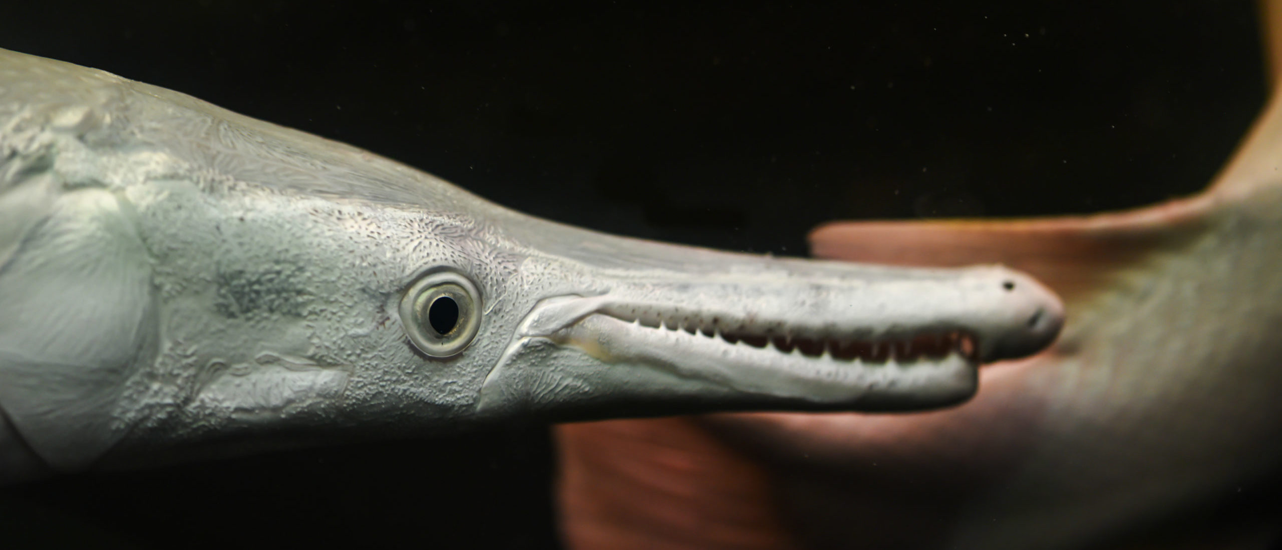 Featured image for "Unveiling the Genetic Secrets of Prehistoric 'Living Fossil' Fish"