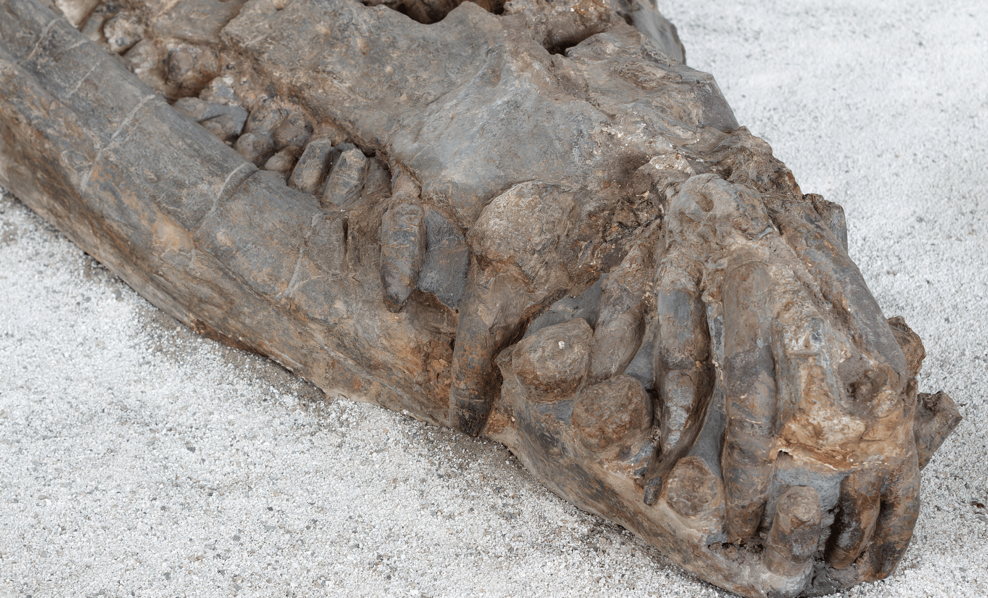 Featured image for Major Dinosaur Find in Texas Reshapes Cretaceous Timeline