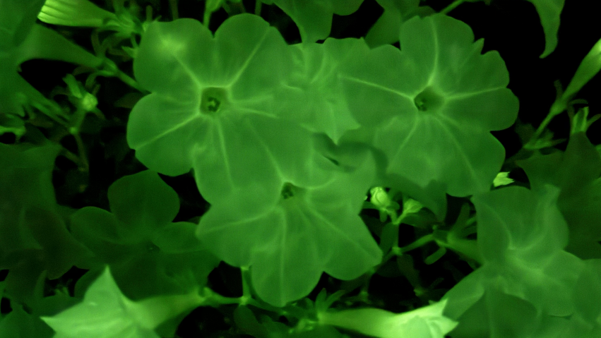 Featured image for "Genetically Modified Petunias: Illuminating the Future of Bioluminescent Plants"