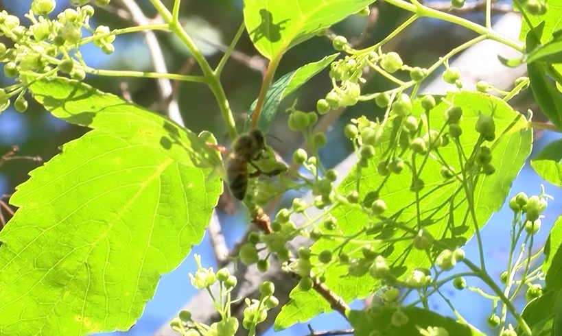 Featured image for Worst US Cities for Seasonal Allergies Revealed.