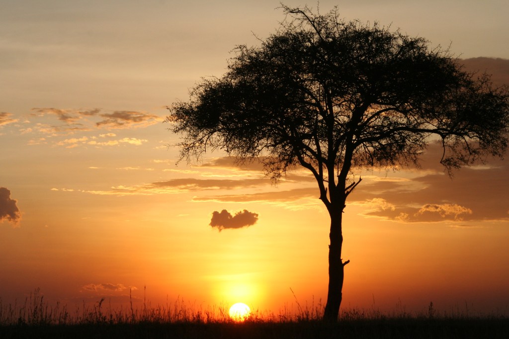 American Woman Killed by Elephant on African Safari