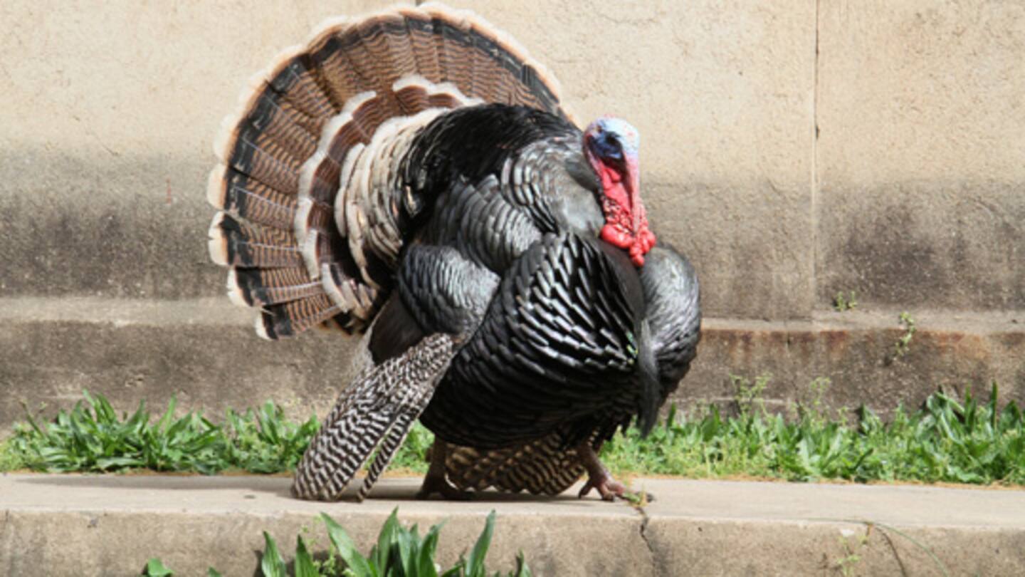 Rapid Spread of Bird Flu Continues in Ohio and Iowa