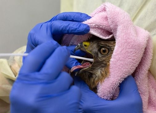 Featured image for Tufts Scientists Track H5N1 Bird Flu in Wildlife