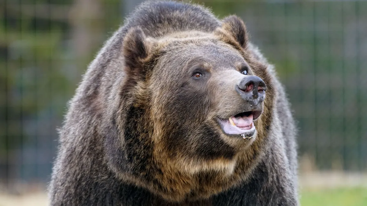Featured image for Fatal Encounter: Montana Men Forced to Kill Charging Mama Bear in Self-Defense