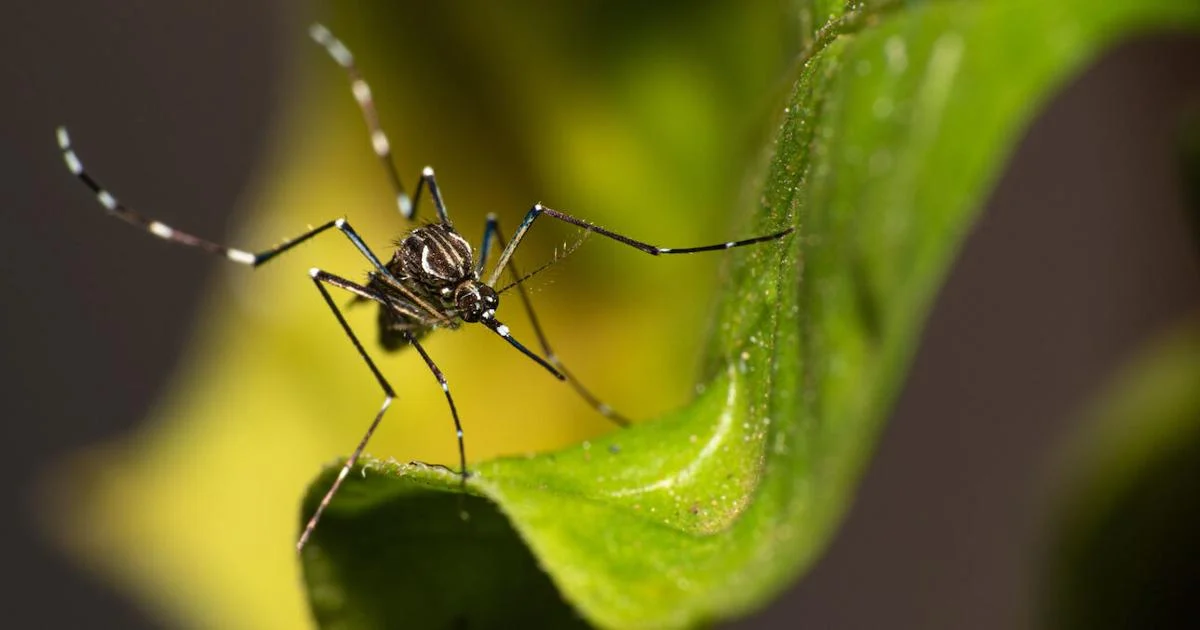 Featured image for Mosquito in Washington County Triggers Health Warning