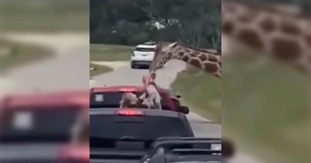 Featured image for Giraffe Lifts Toddler from Truck at Texas Safari Park