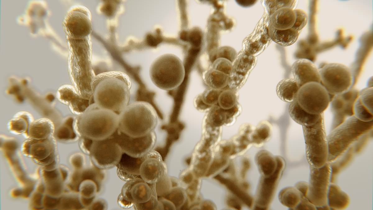 Featured image for "CDC Warns of Rising Drug-Resistant Infections and Deadly Fungus"