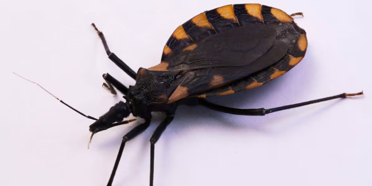 Featured image for CDC Warns of Endemic Chagas Disease Spread by Kissing Bugs in the U.S.