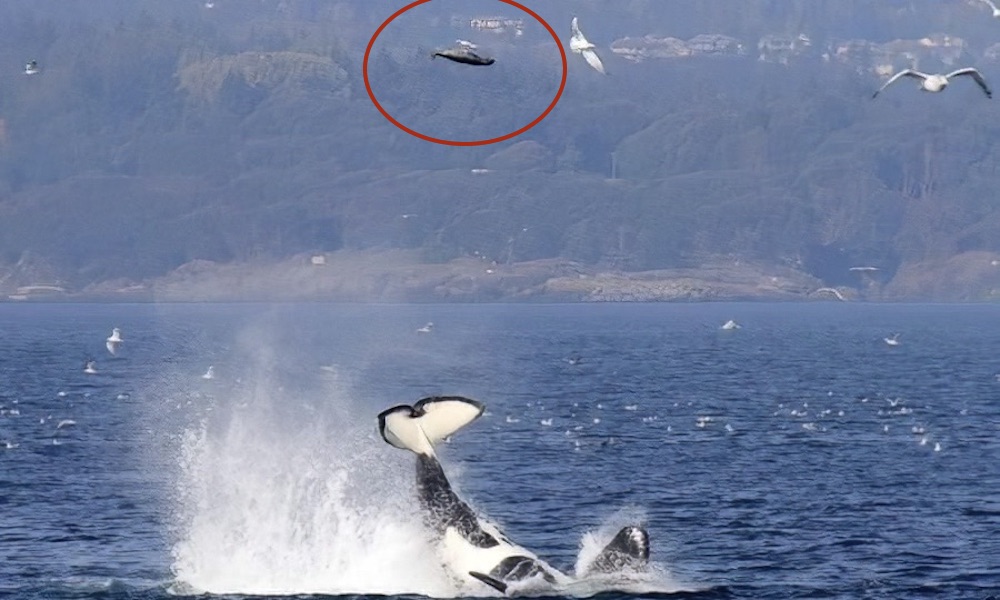 Orca Launches Seal Sky-High Amidst Seagulls