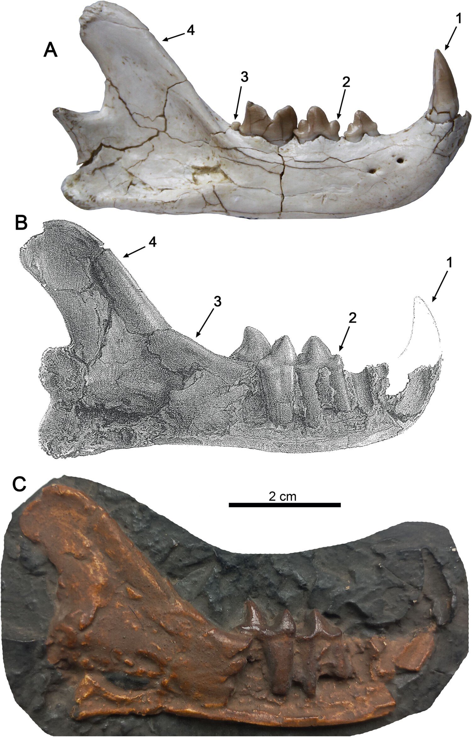 "Discovery of Ancient Feline Species in Spain"
