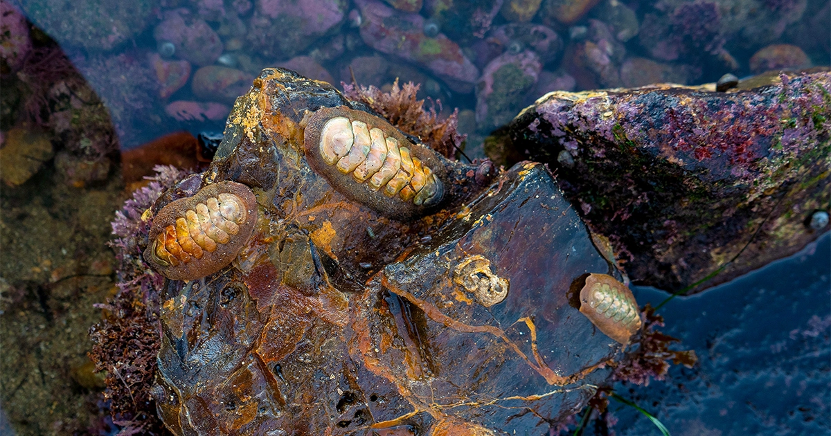 Featured image for "Insights from Mollusk Eyes: Uncovering Evolution's Dependence on the Past"