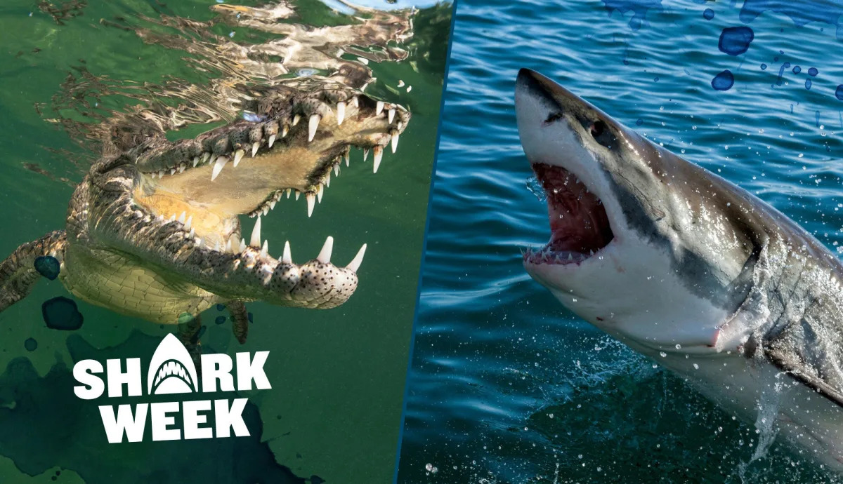 Predator Showdown: Shark vs Crocodile