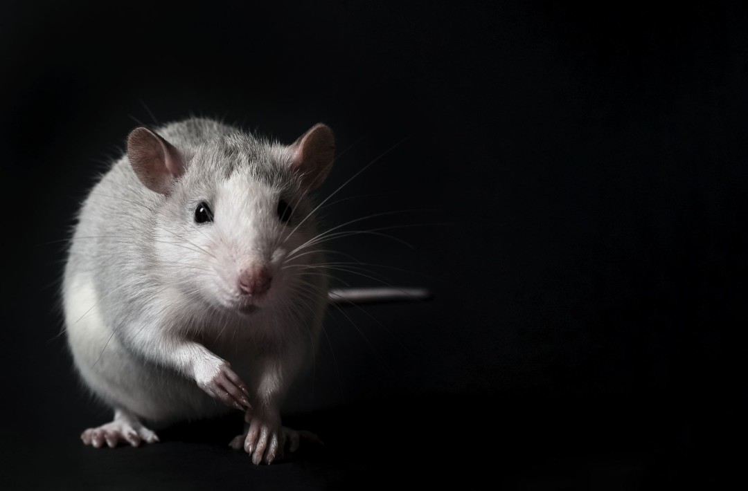Featured image for Rats' Inability to Vomit Leads to Unusual Outcome.