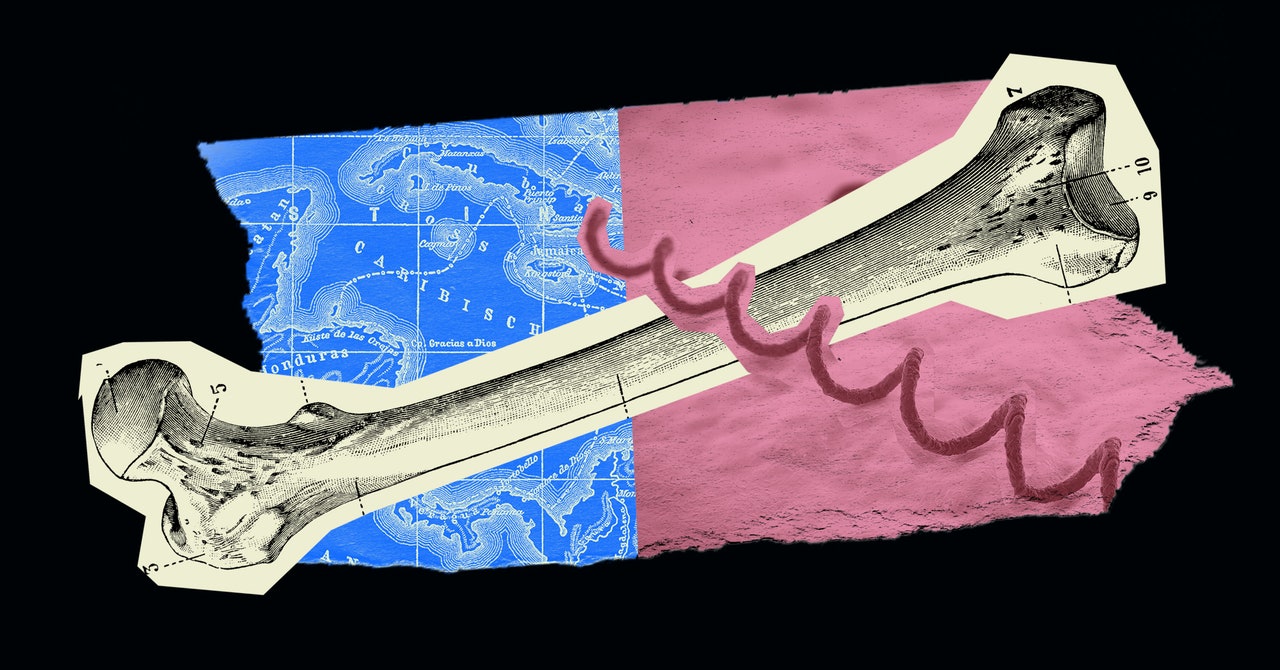 "Medieval French Skeleton Unveils Surprising Syphilis Discovery"