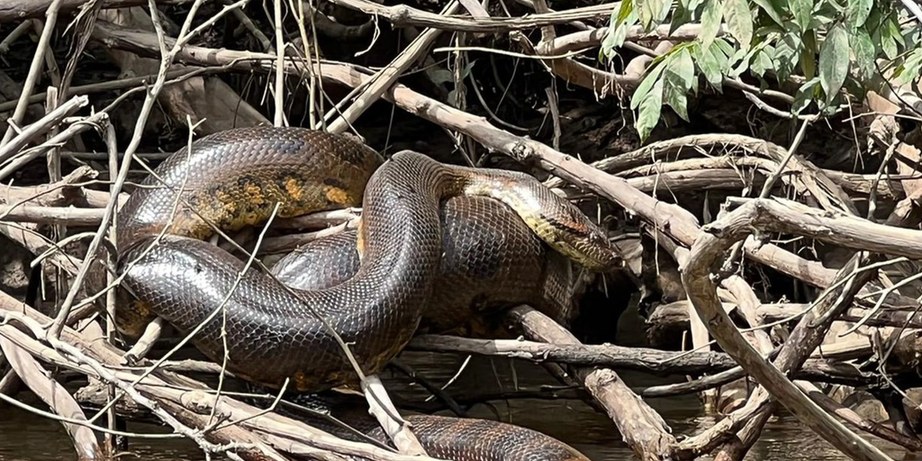 "Explorers Uncover World's Largest Anaconda Species in Amazon"