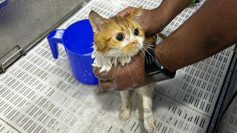 Abu Dhabi's Desert Cat Crisis: Rescue Efforts and Investigations Underway