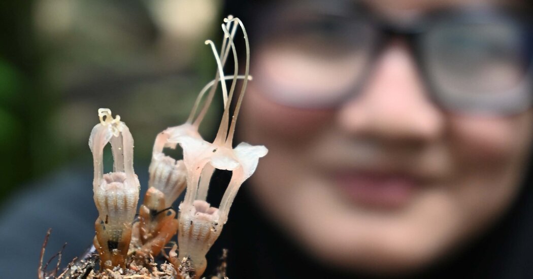 Featured image for Newly Discovered Fairy Lantern Flower Sparks Curiosity