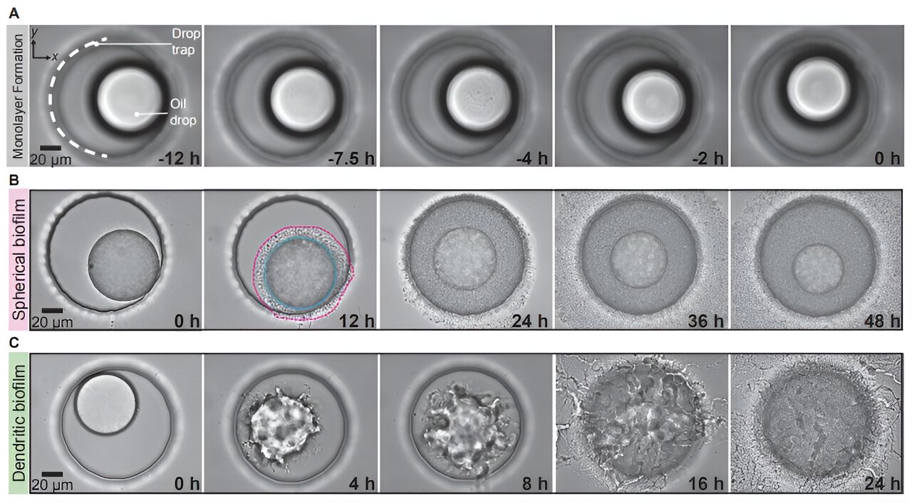 Featured image for Microbes reshape oil droplets for efficient biodegradation