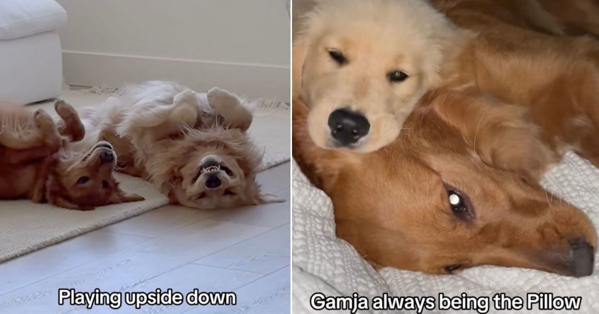 Featured image for Adorable Video Reveals Golden Retrievers' Endearing Childhood Traits