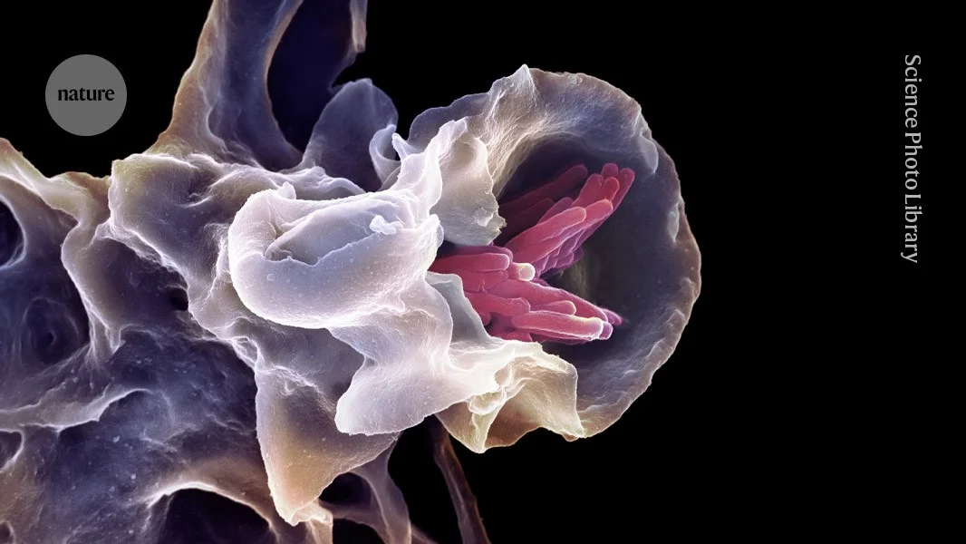 Nasal universal vaccine boosts innate immunity to shield mice from multiple respiratory pathogens