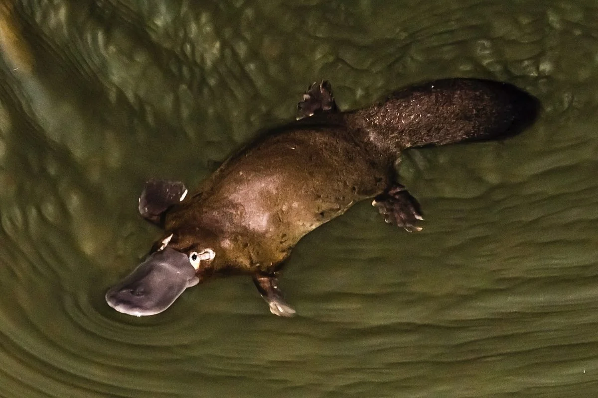 Platypus pigments defy mammal norms with hollow melanosomes