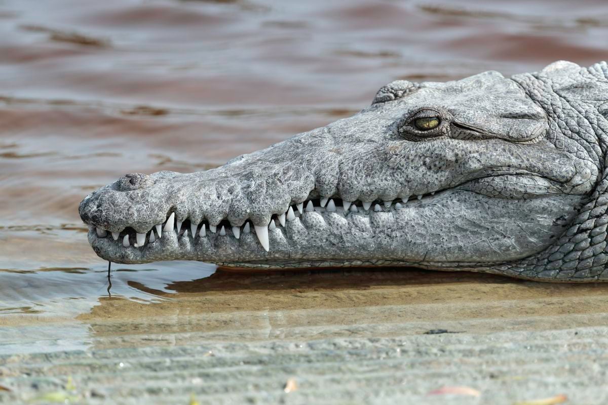 Female crocodile in Costa Rica experiences virgin birth.