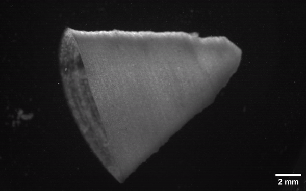 Featured image for Revolutionary Ink Enables 3D-Printed Heart Muscle to Pulse