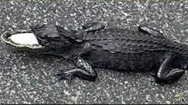 Trappers Rescue Alligator with Missing Upper Jaw in Florida