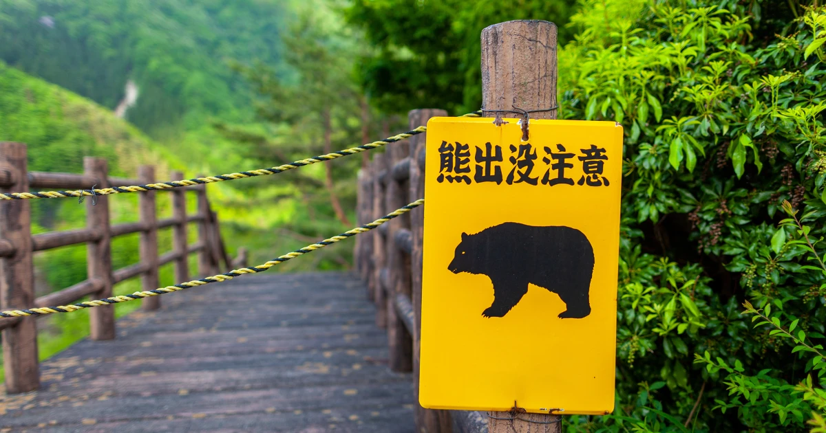 Featured image for Japan combats record surge in bear encounters and attacks