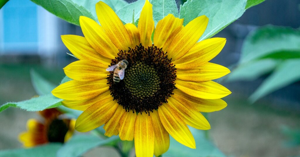 Featured image for "Winners and Words: November 26, 2023 Spelling Bee Answers"