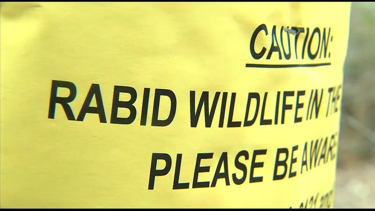 Featured image for Rabies Alert: Rabid Raccoons Found in Maryland Counties