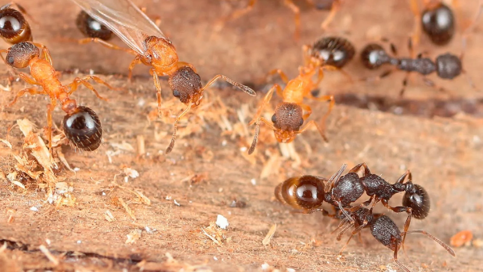 Only-queen parasitic ant clones itself to hijack other nests