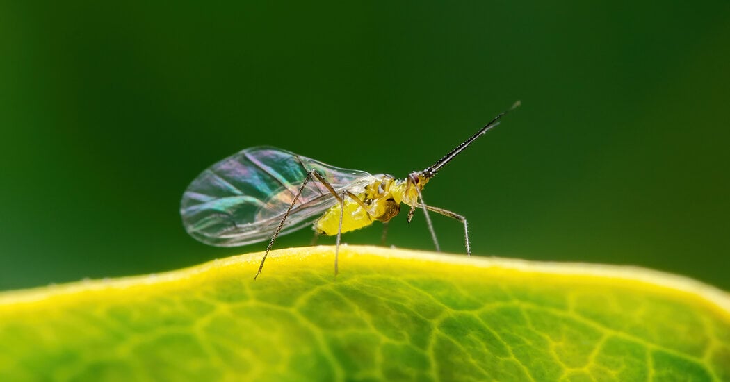 Featured image for Insect Swarms Plague New York City, Alarming Residents