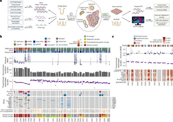 Featured image for Key Genetic and Epigenetic Factors Drive Early Bowel Cancer Development