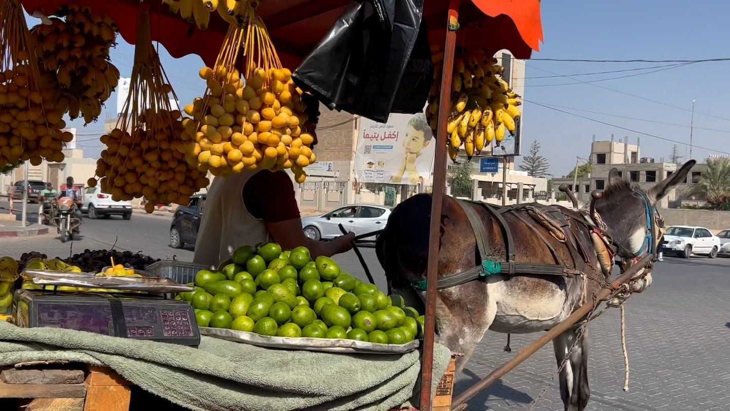 Featured image for Gaza's Donkey Shortage Sparks Israeli Animal Rights Protests