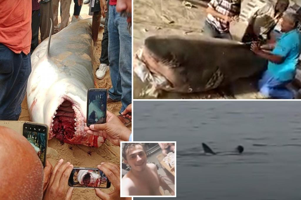 Featured image for Egyptian Museum to Display Mummified Shark That Ate Russian Tourist
