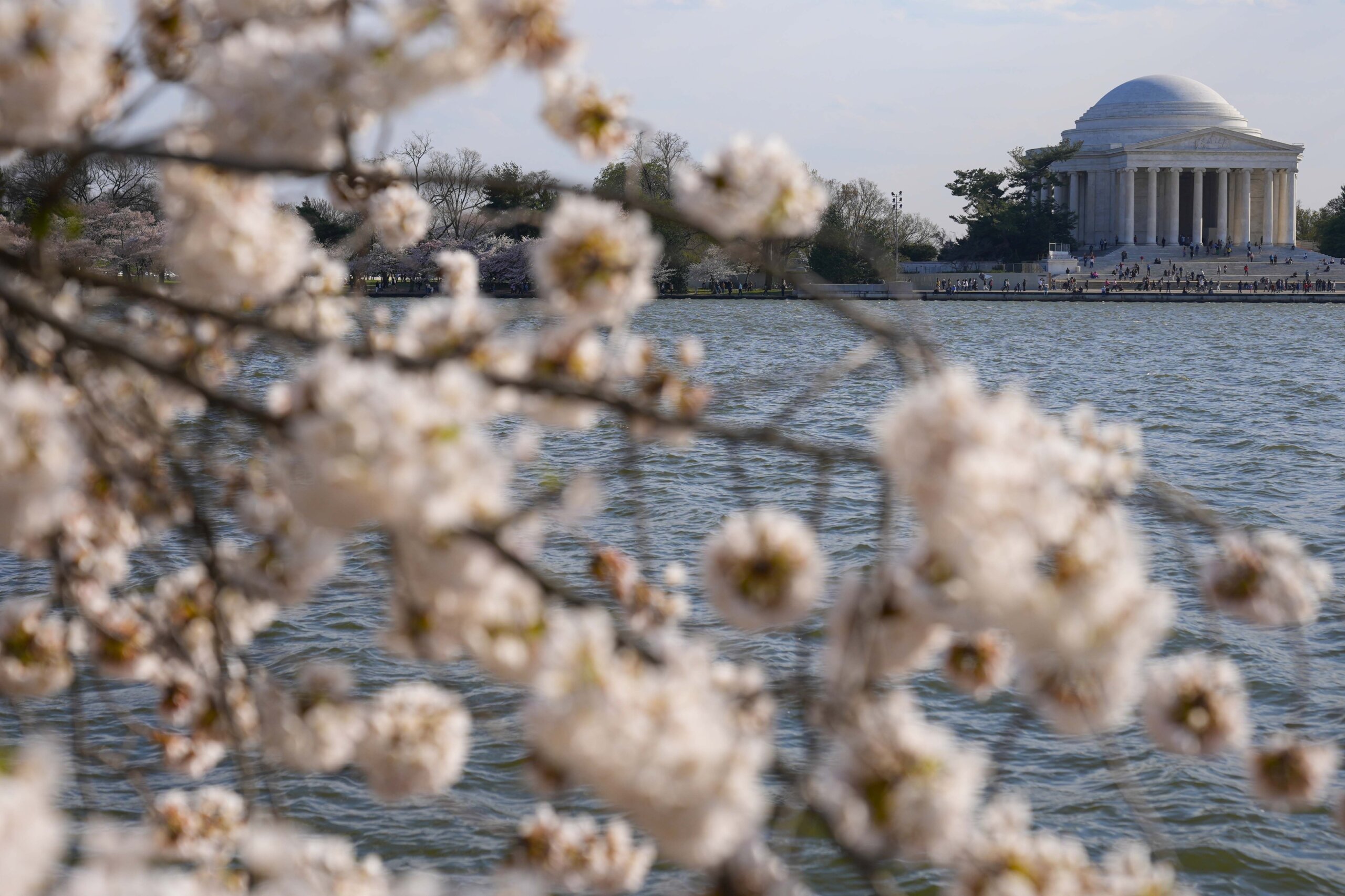 Featured image for "Japan Donates 250 Cherry Trees to Replace Those Lost in Tidal Basin Construction"