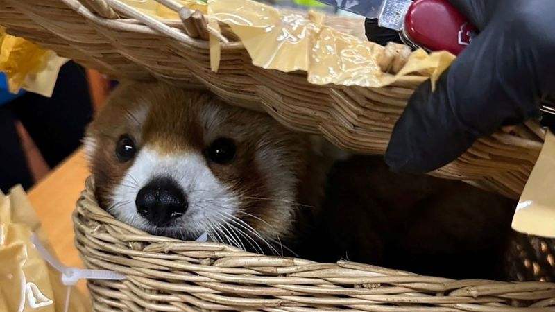 "Endangered Red Panda Discovered in Smuggled Luggage at Thai Airport"