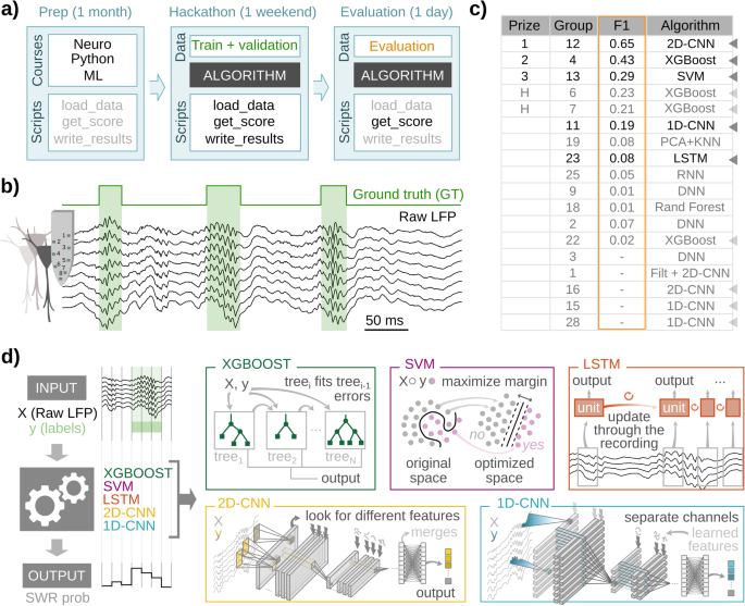 Featured image for "Uncovering Common Waveform Features in Sharp-Wave Ripples Across Species Using Machine Learning"