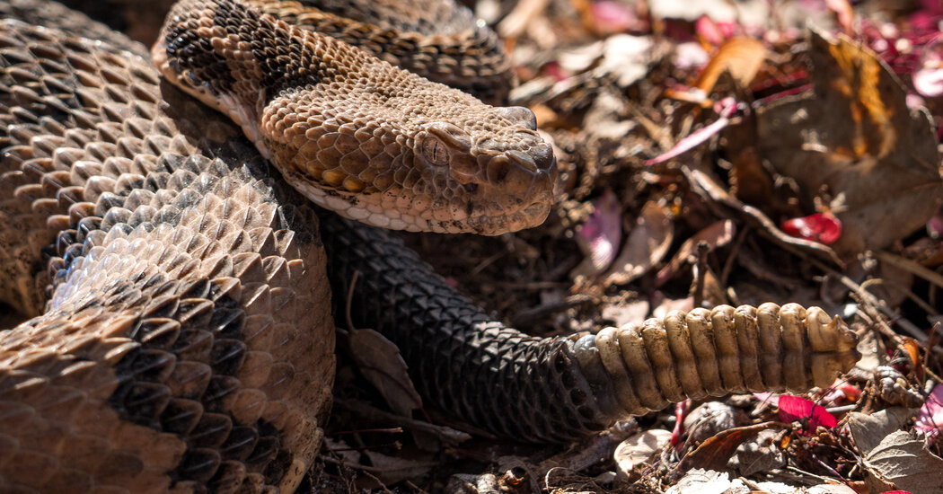 Featured image for Tennessee Hiker Dies After Venomous Snake Bite in State Park
