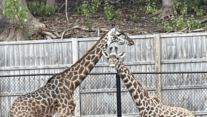 Featured image for New Giraffe Joins Seneca Park Zoo from Ohio