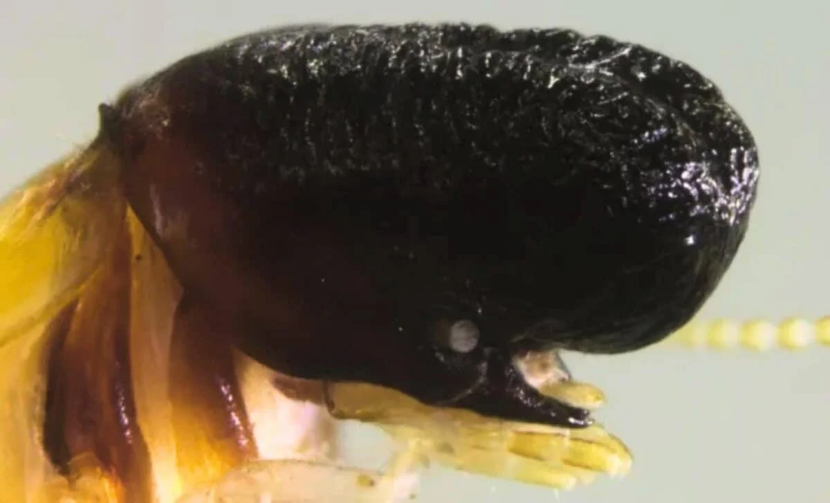 Whale-Headed Termite Discovered Eight Meters Up in the Rainforest Canopy